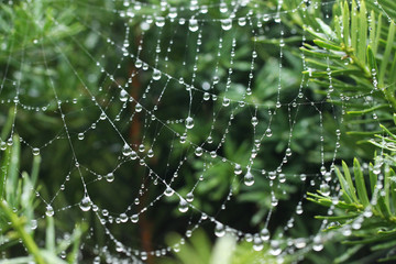 krople deszczu w pajęczej sieci