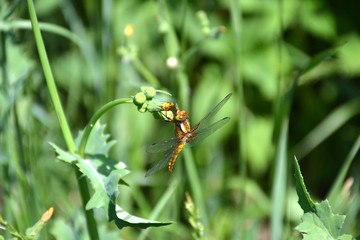 dragonfly real yellow brown 