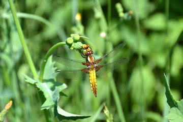 dragonfly real yellow brown 