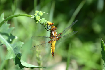 dragonfly real yellow brown 