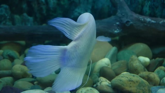 Freshwater fish and aquatic organisms