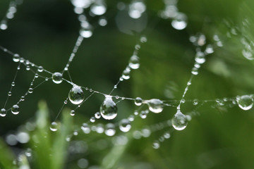krople deszczu w pajęczej sieci - obrazy, fototapety, plakaty