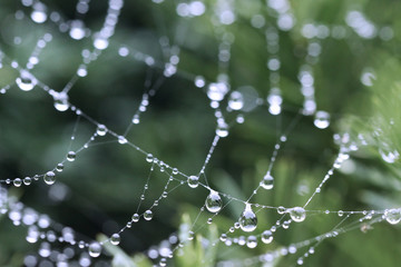 Fototapeta krople deszczu w pajęczej sieci obraz