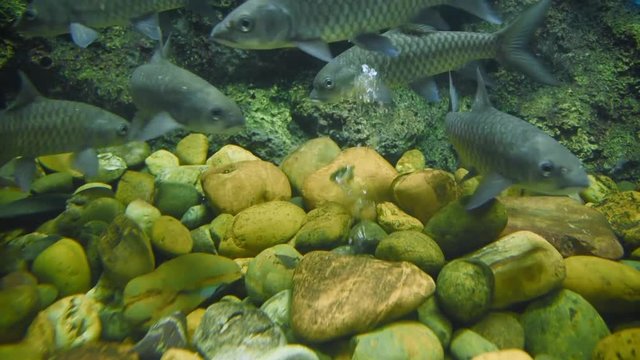 Barbodes gonionotus, freshwater fish