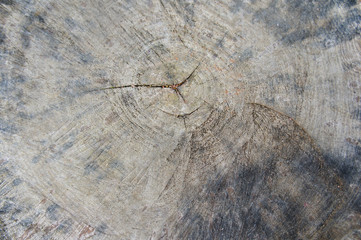 Round gray wood texture