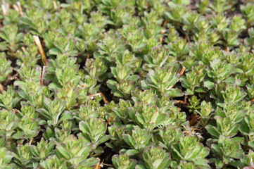 Lysimachia green plant background