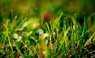 A drop of water on the grass close up......