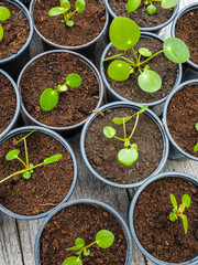 Multiple propagated pancake plant cuttings in black plastic gardening pots on a wooden table