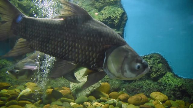 Bangkok Aquarium, freshwater fish