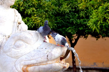 Pigeon drinking water from a source, Cordoba
