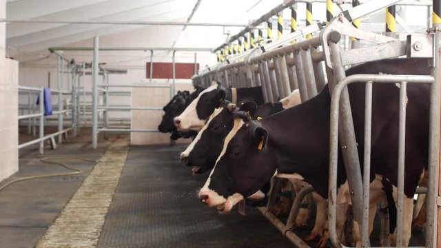 Cows stand on a modern farm and wait while milking takes place, agriculture, milking milk, industry