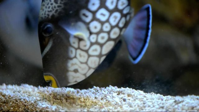 Clown Triggerfish swims in the aquarium 