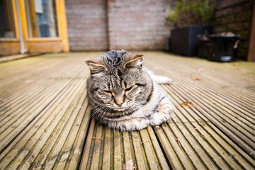Sad tabby cat in the garden