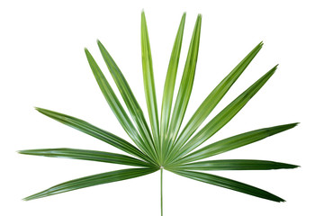 Green Leaf of Lady Palm Plant Isolated on White Background