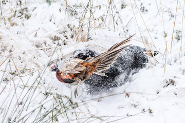 Game dog recovering pheasant