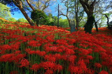 宮城県　彼岸花群生地