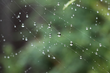 krople deszczu w pajęczej sieci - obrazy, fototapety, plakaty