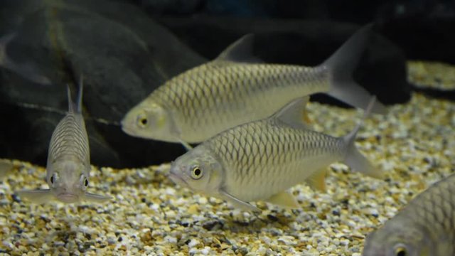 Barbodes gonionotus, freshwater fish