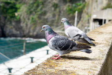 two dove