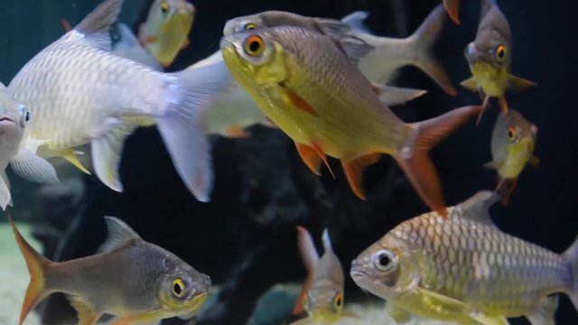 Barbodes gonionotus, freshwater fish