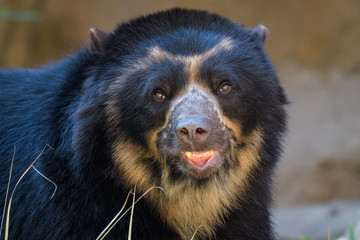 Closeup portrait of an andean bear
