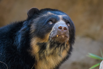 Closeup portrait of an andean bear