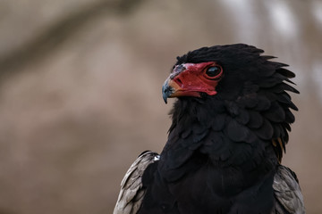 Portrait of a bateleur eagle sitting on a branch