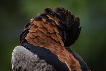 Portrait of a bateleur eagle sitting on a branch