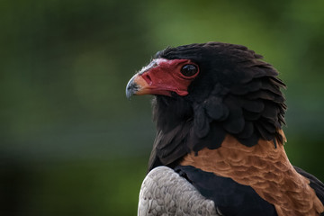 Portrait of a bateleur eagle sitting on a branch