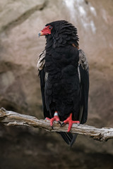 Portrait of a bateleur eagle sitting on a branch