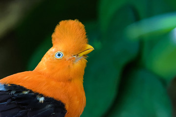 Closeup of a cock of the rock sitting in a tree