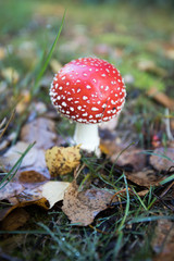 北欧の森の赤い毒キノコ
