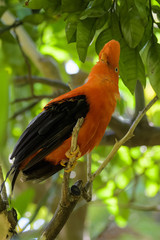 Closeup of a cock of the rock sitting in a tree