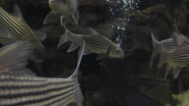 Freshwater fish and aquatic organisms