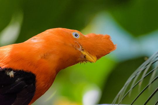 Closeup Of A Cock Of The Rock Sitting In A Tree