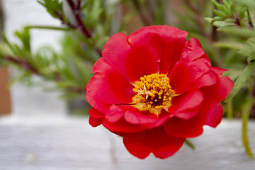 Red bright flower on white blurred background. Garden flowers. Macro photo.