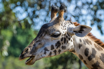 Closeup portrait of a giraffe
