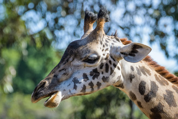 Closeup portrait of a giraffe