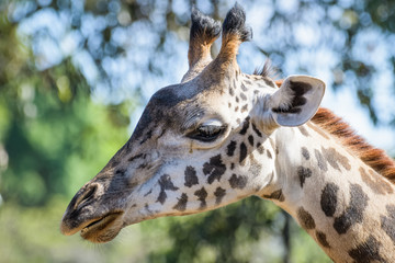 Obraz premium Closeup portrait of a giraffe