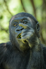 Closeup portrait of a gorilla