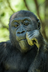 Closeup portrait of a gorilla