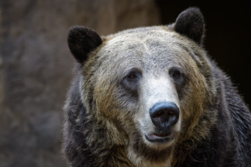 Closeup portrait of a male grizzly bear 