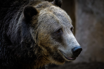 Closeup portrait of a male grizzly bear 