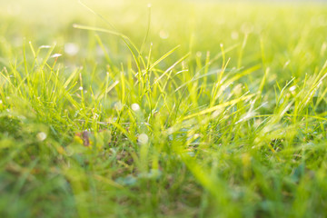 green grass with dew drops background
