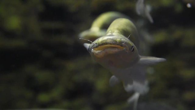 Freshwater fish and aquatic organisms