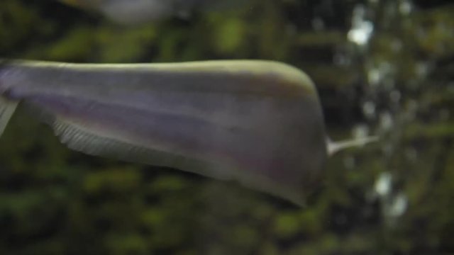 Freshwater fish and aquatic organisms