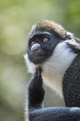 Lesser spot nosed monkey