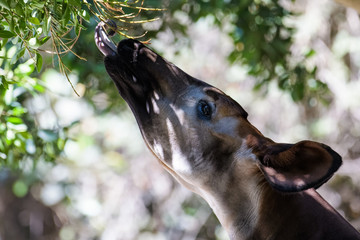 Okapi eating leaves from a tree