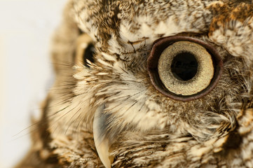 Owl Eye Close Up