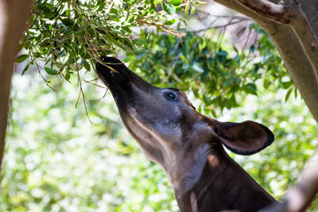 Okapi